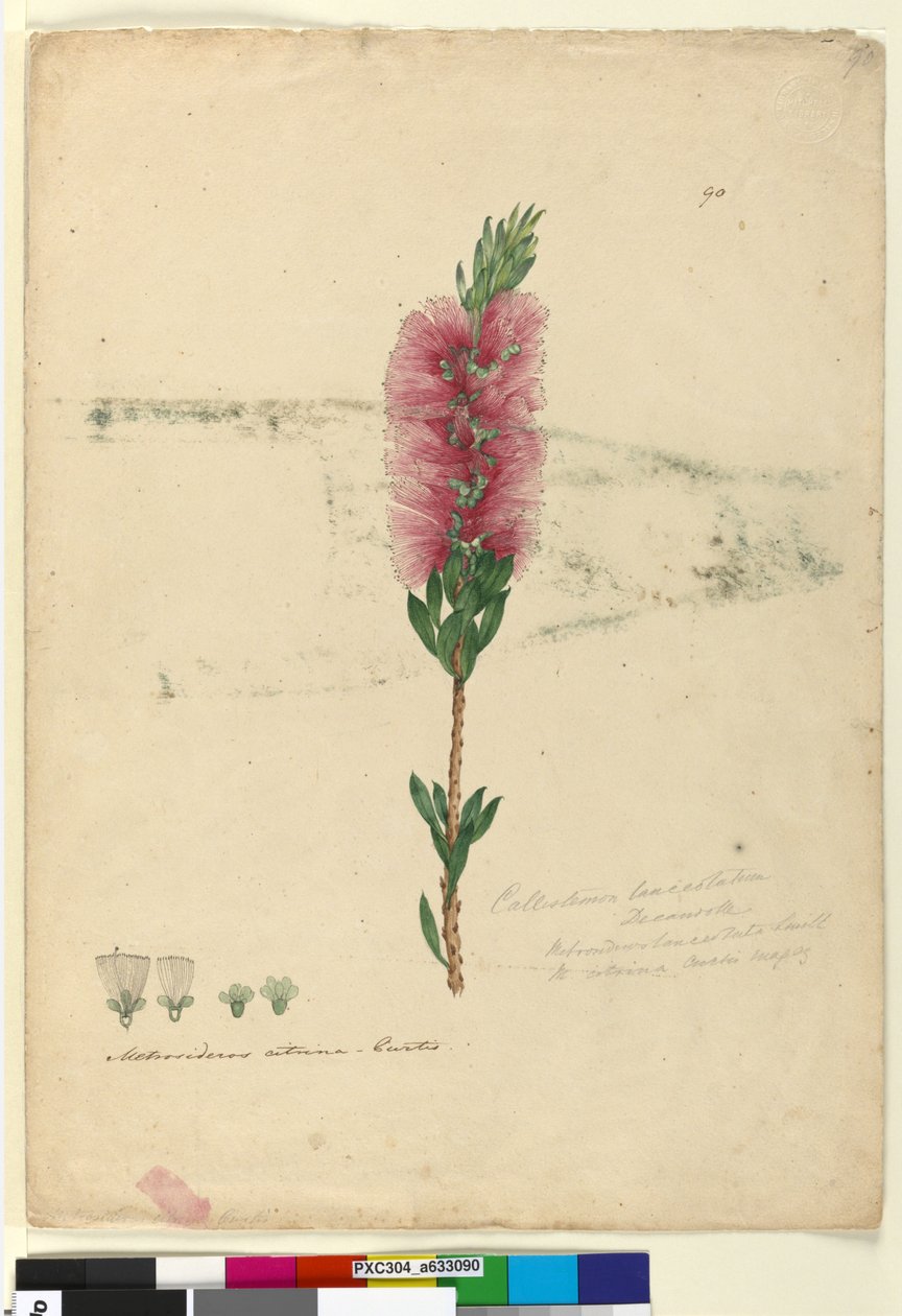 Sayfa 90. Callistemon lanceolatusCallistemon citrinus, c.1803-06 (wc, kalem, mürekkep ve kurşun kalem) by John William Lewin