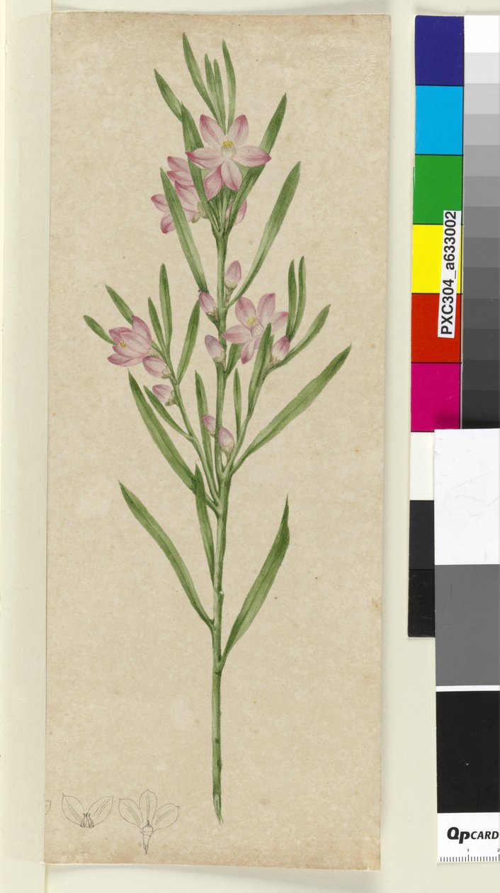 Unidentified plant, c.1803-06 (wc, pen, ink and pencil) by John William Lewin