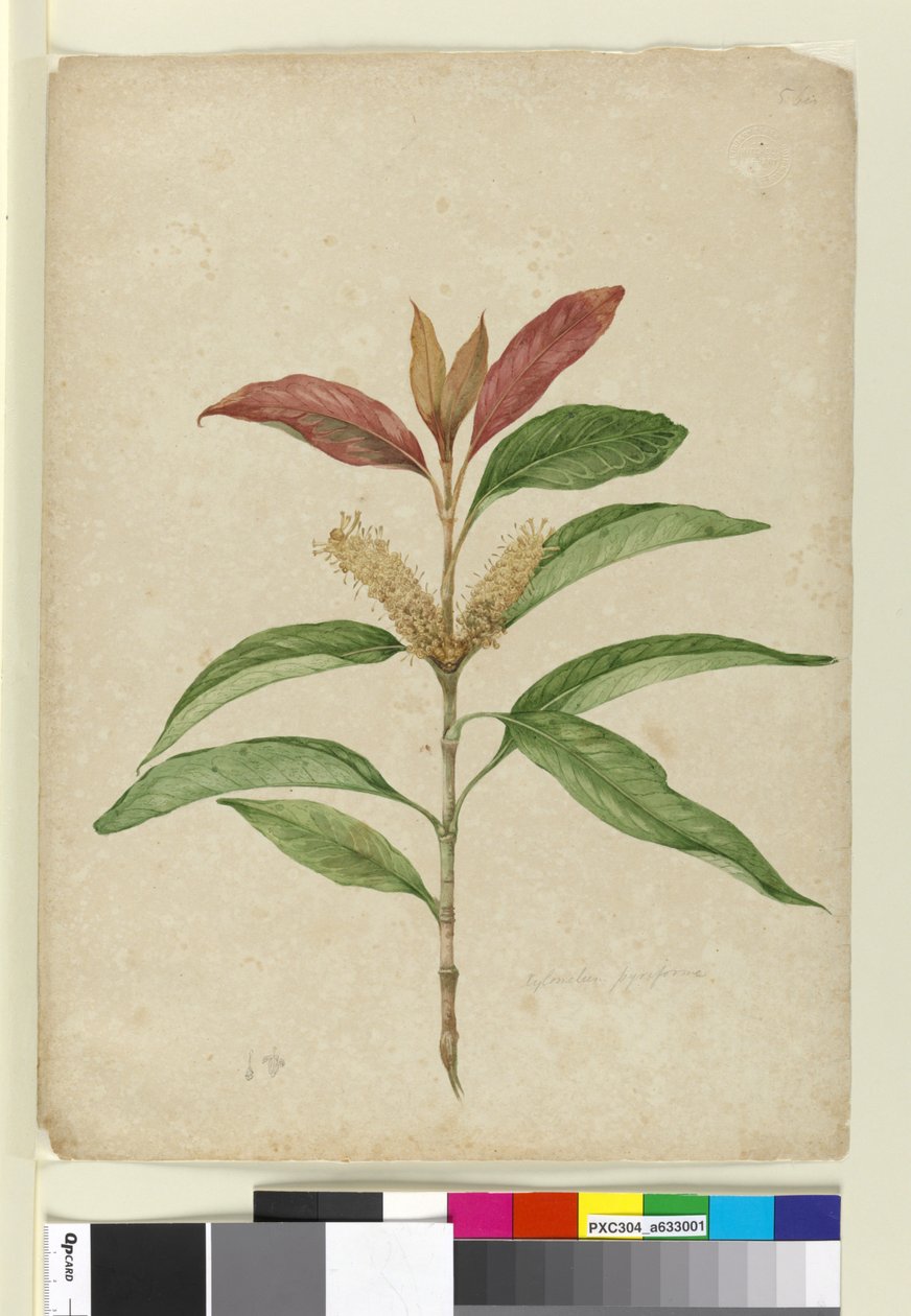 Xylomelum pyriforme, c.1803-06 (wc, kalem, mürekkep ve kurşun kalem) by John William Lewin