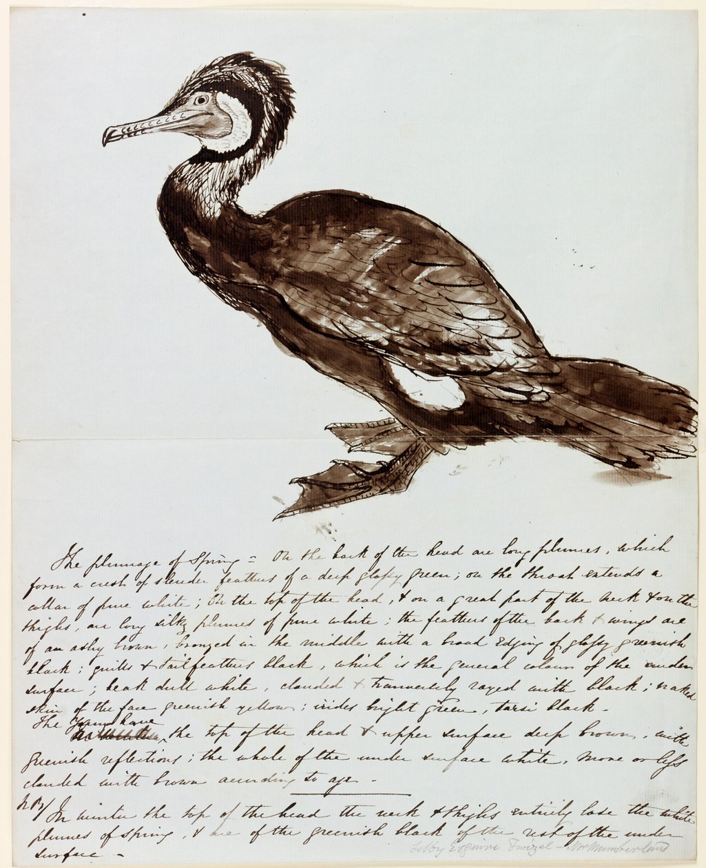 Karabatak (kağıt üzerine mürekkep) by John Wilson Carmichael