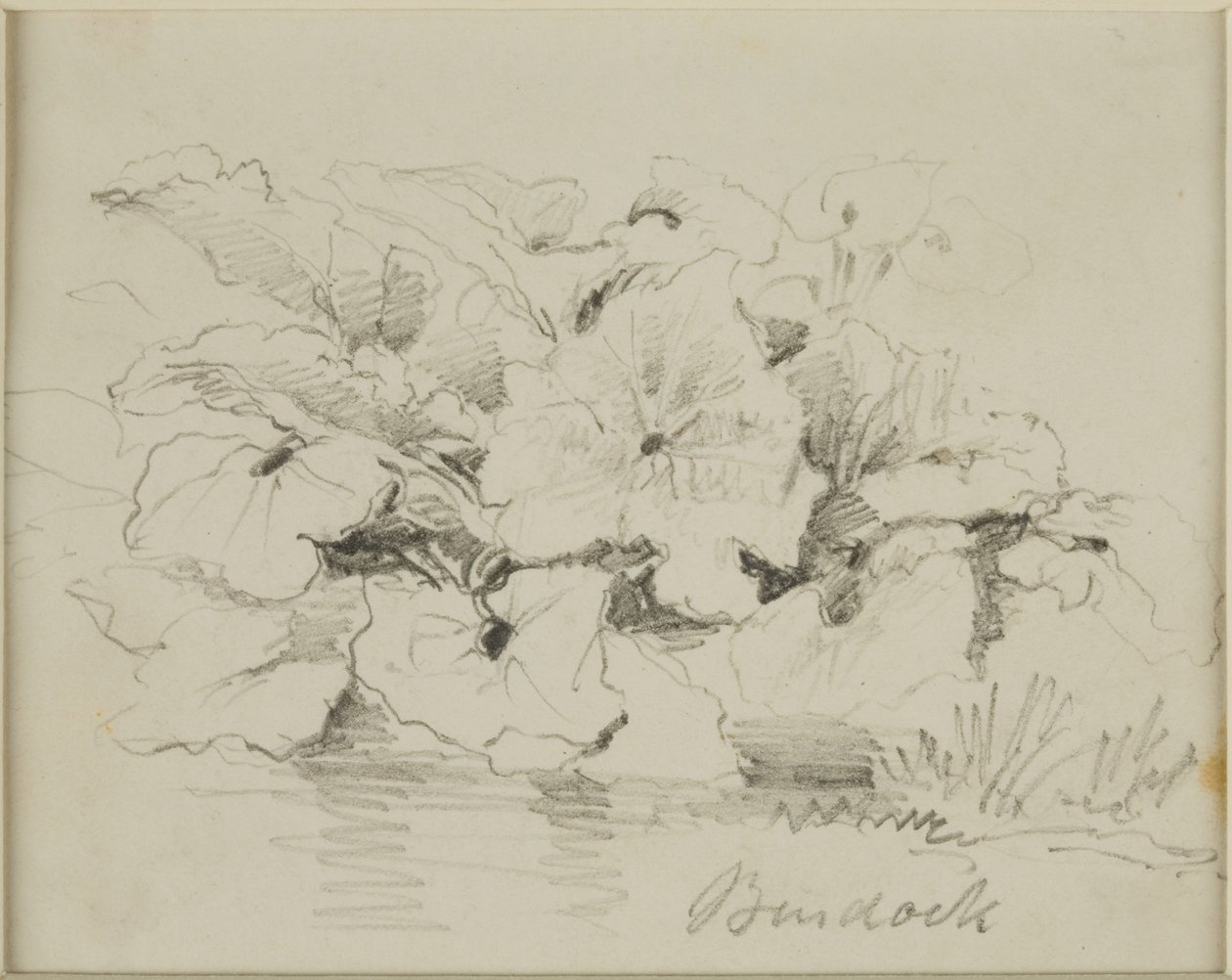 Doğa Çalışması - Dulavratotu by John Wilson Carmichael