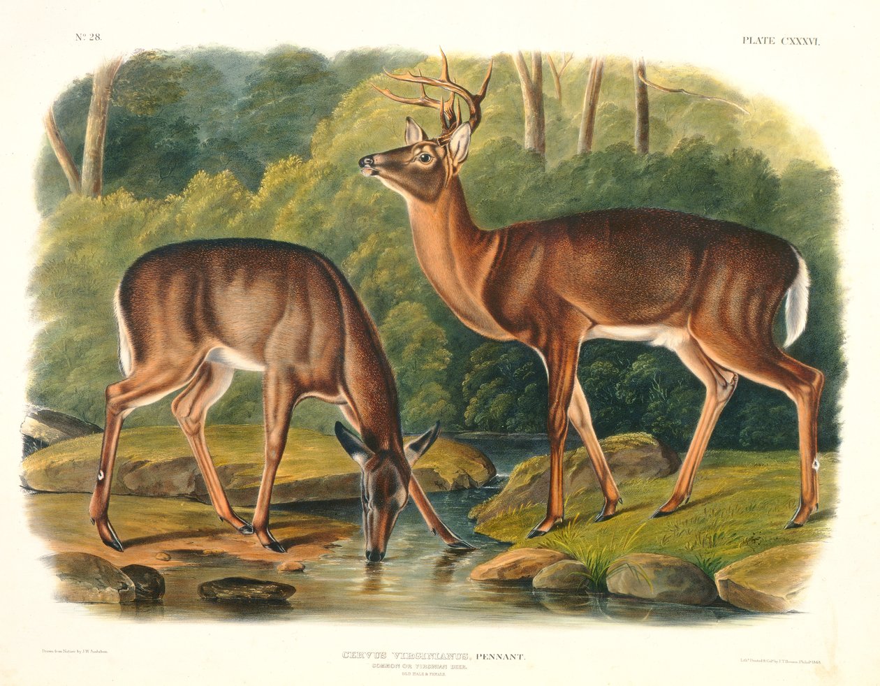 Cervus Virginianus (Ortak veya Virjinya Geyik), 