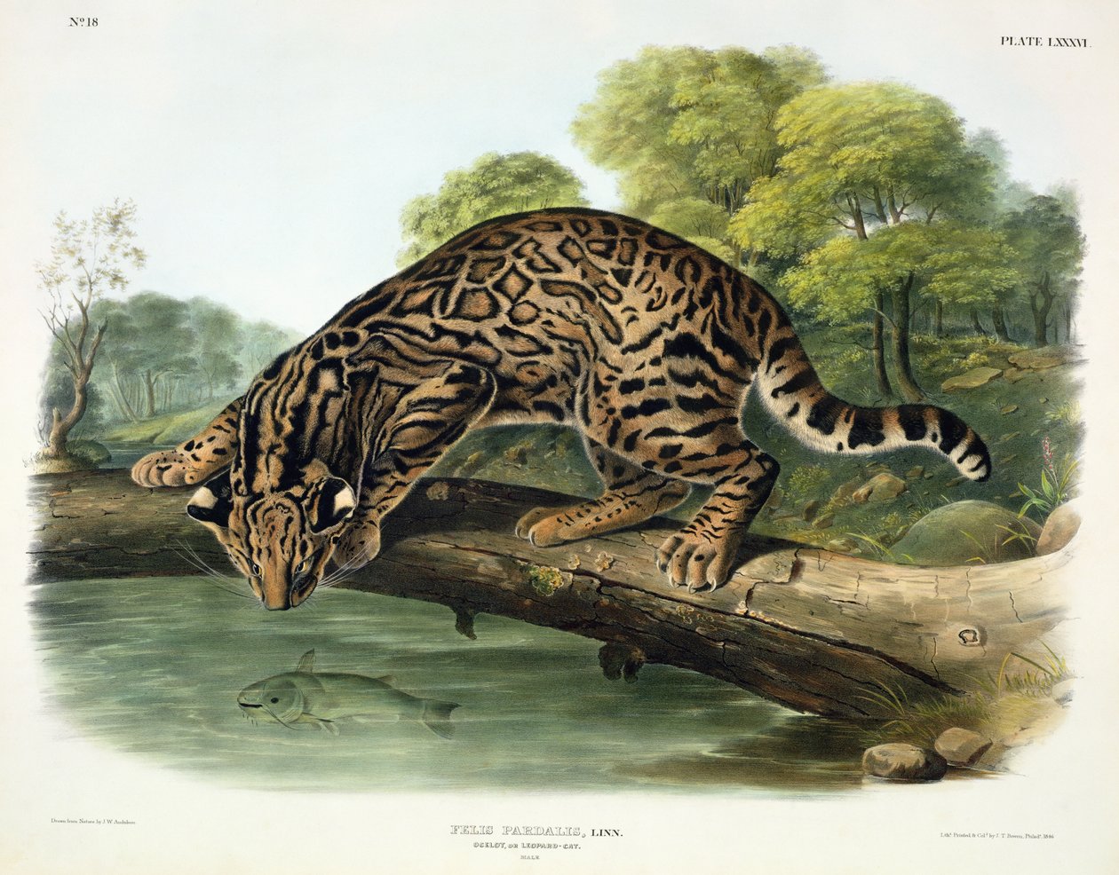 Felis Pardalis (Ocelot veya Leopard-Cat), 'Kuzey Amerika'nın Dörtlüleri'nden 86 numaralı levha, John T. Bowen (1801-c.1856), 1846 by John Woodhouse Audubon