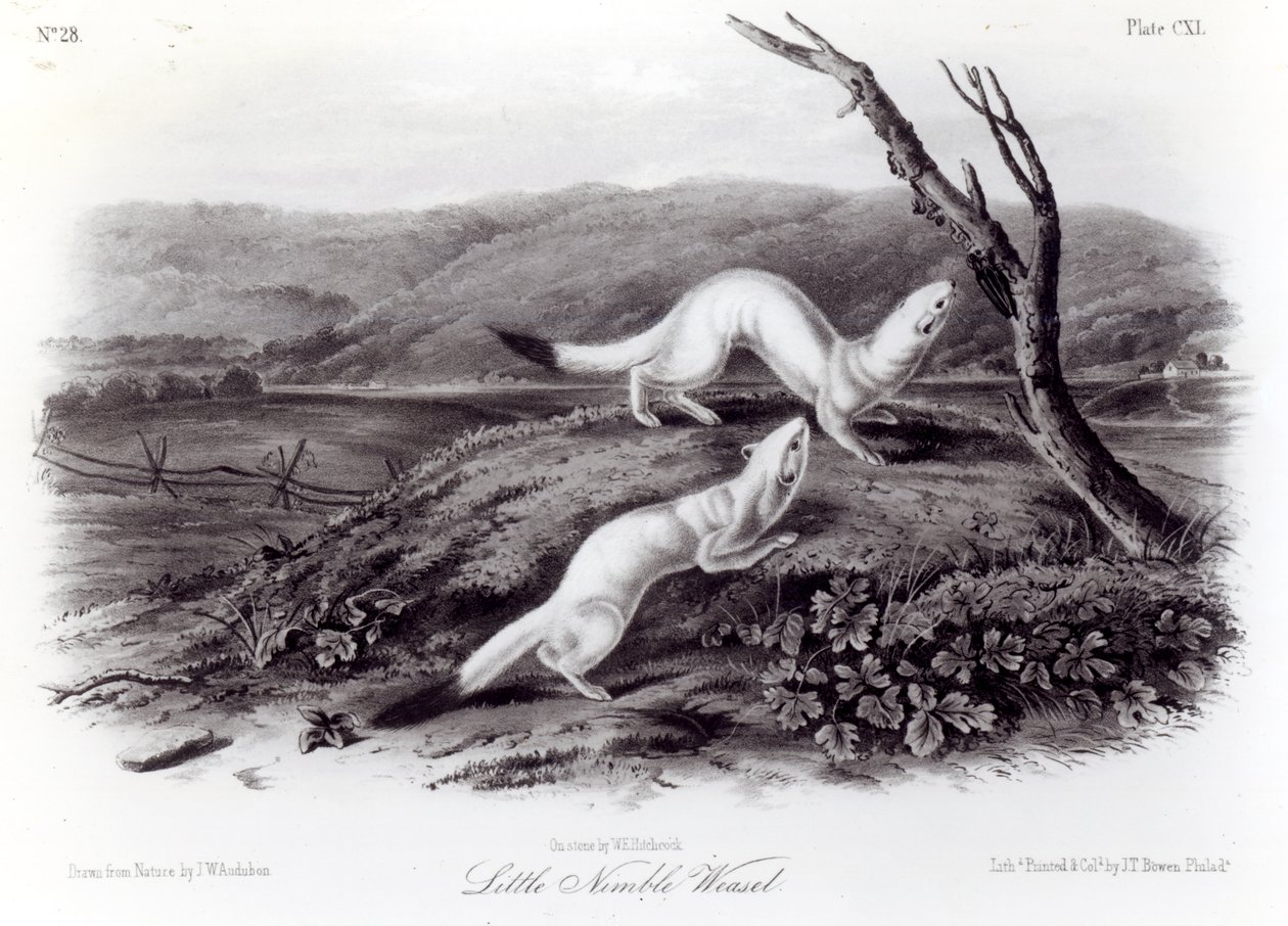 Küçük Çevik Gelincik by John Woodhouse Audubon