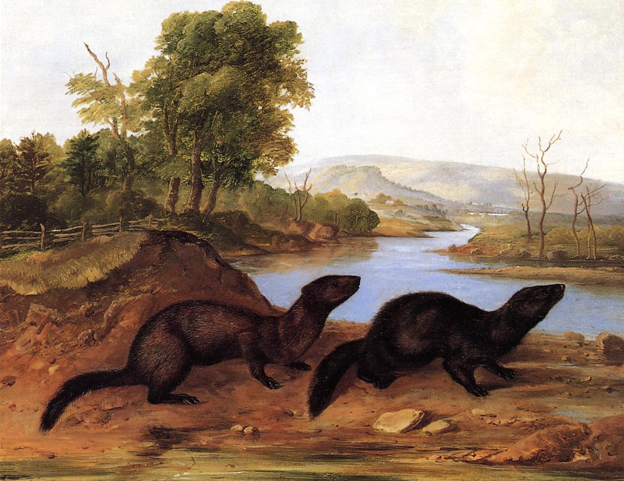 Vizon, c.1848 by John Woodhouse Audubon