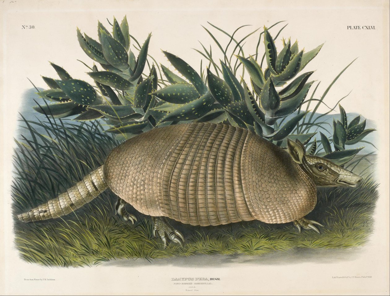 Dokuz Bantlı Armadillo (Dasypus Peba) by John Woodhouse Audubon