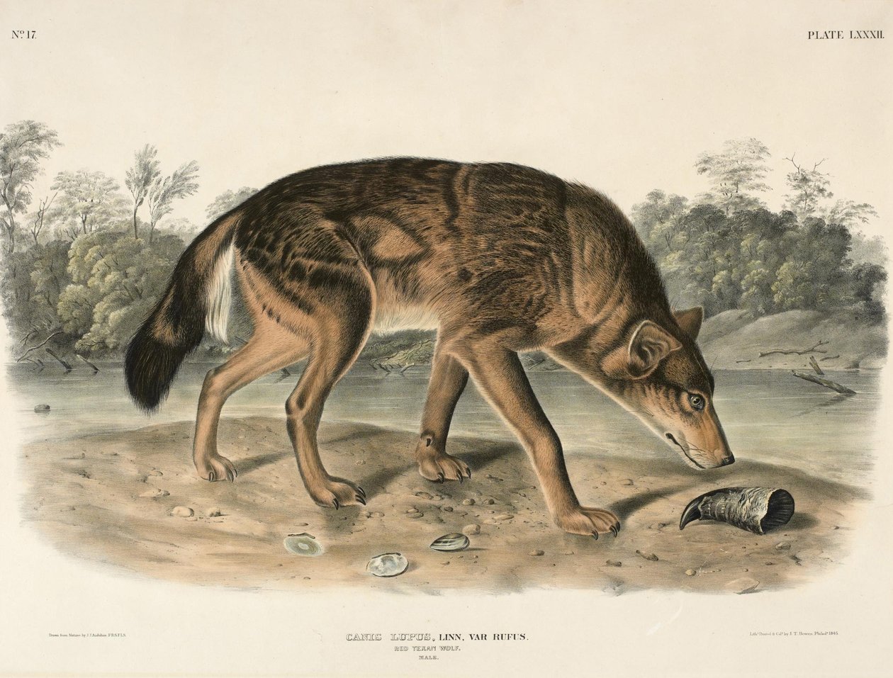 Kızıl Teksas Kurdu (Canis Lupus) by John Woodhouse Audubon