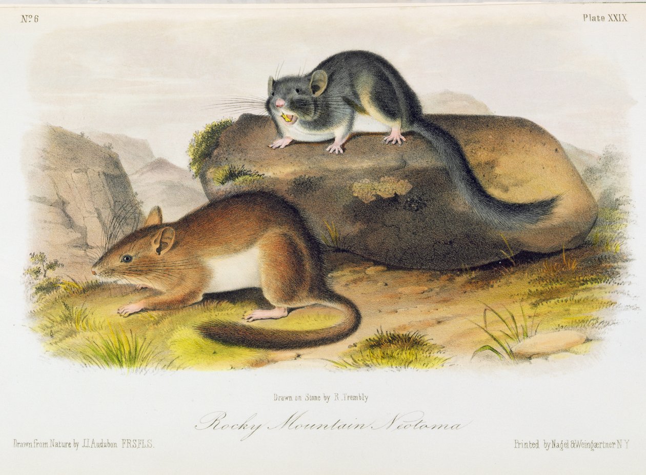 Rocky Mountain Neotoma, 
