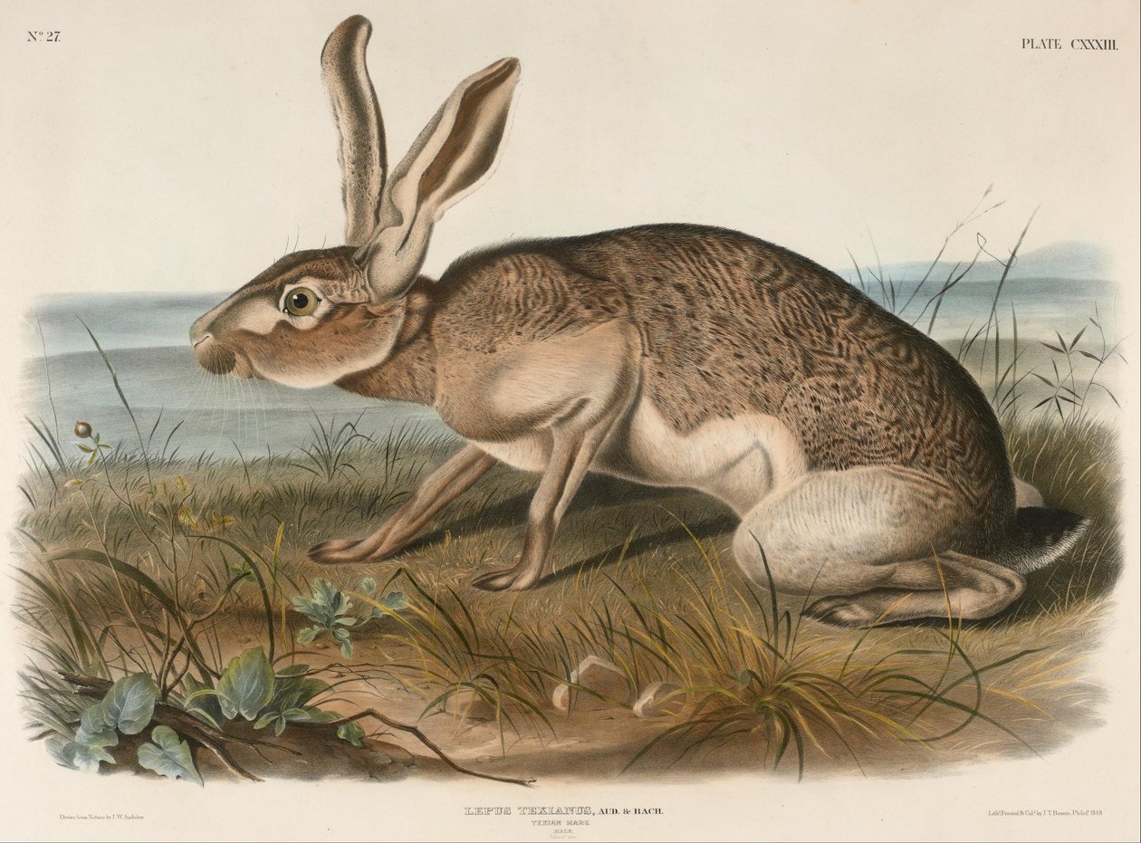 Teksas Tavşanı (Lepus Texianus) by John Woodhouse Audubon