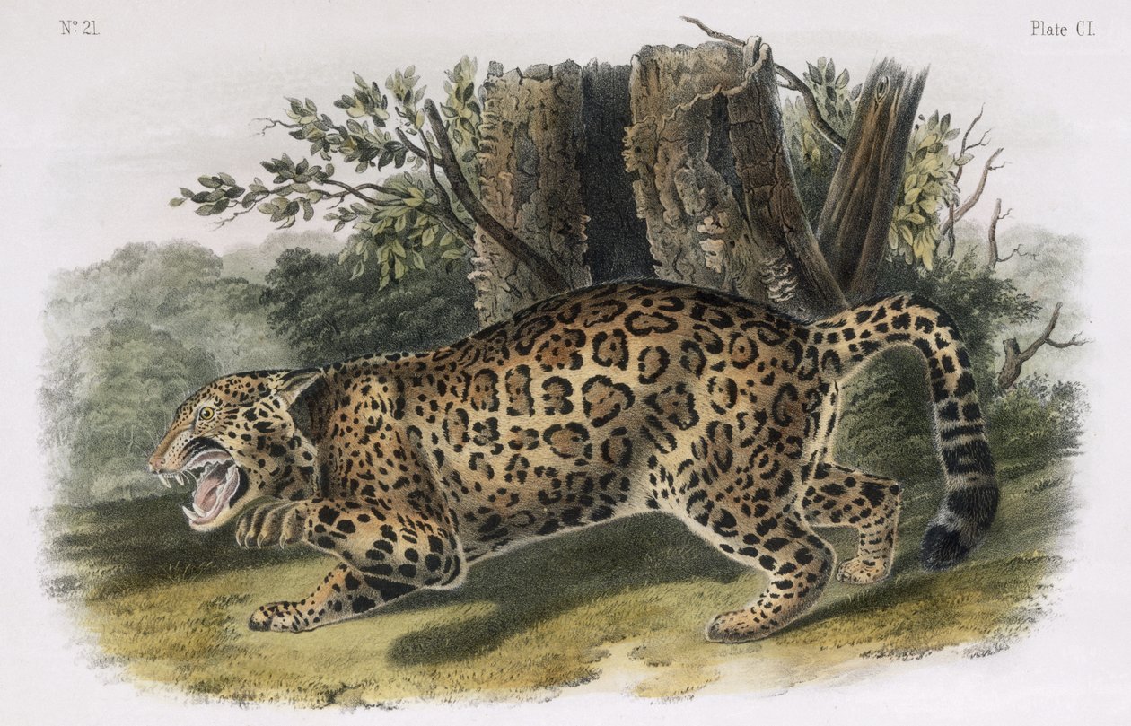 Jaguar, 
