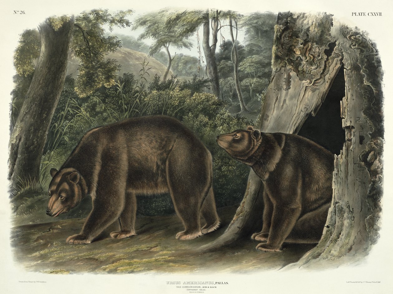 Ursus Americanus, var. Tarçın (Tarçın Ayı), John T. Bowen (1801-c.1856) tarafından oyulmuş 'Kuzey Amerika'nın Dörtlüleri'nden 127 numaralı levha, 1847 by John Woodhouse Audubon