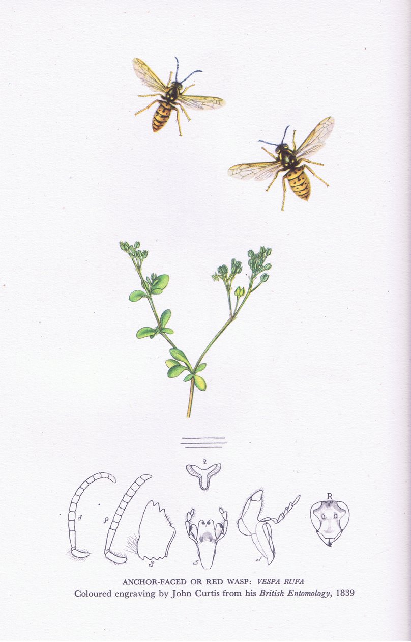 Anchor Faced veya Red Wasp, İngiltere