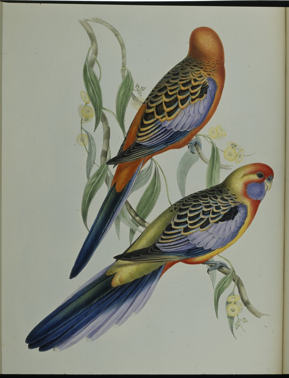 Adelaide Parakeet (Platycercus Adelaidiae) (el renginde taş) by John (after) Gould