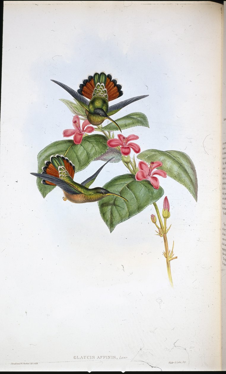 Müttefik Hermit (Glaucis affinis) (el boyaması taş) by John (after) Gould