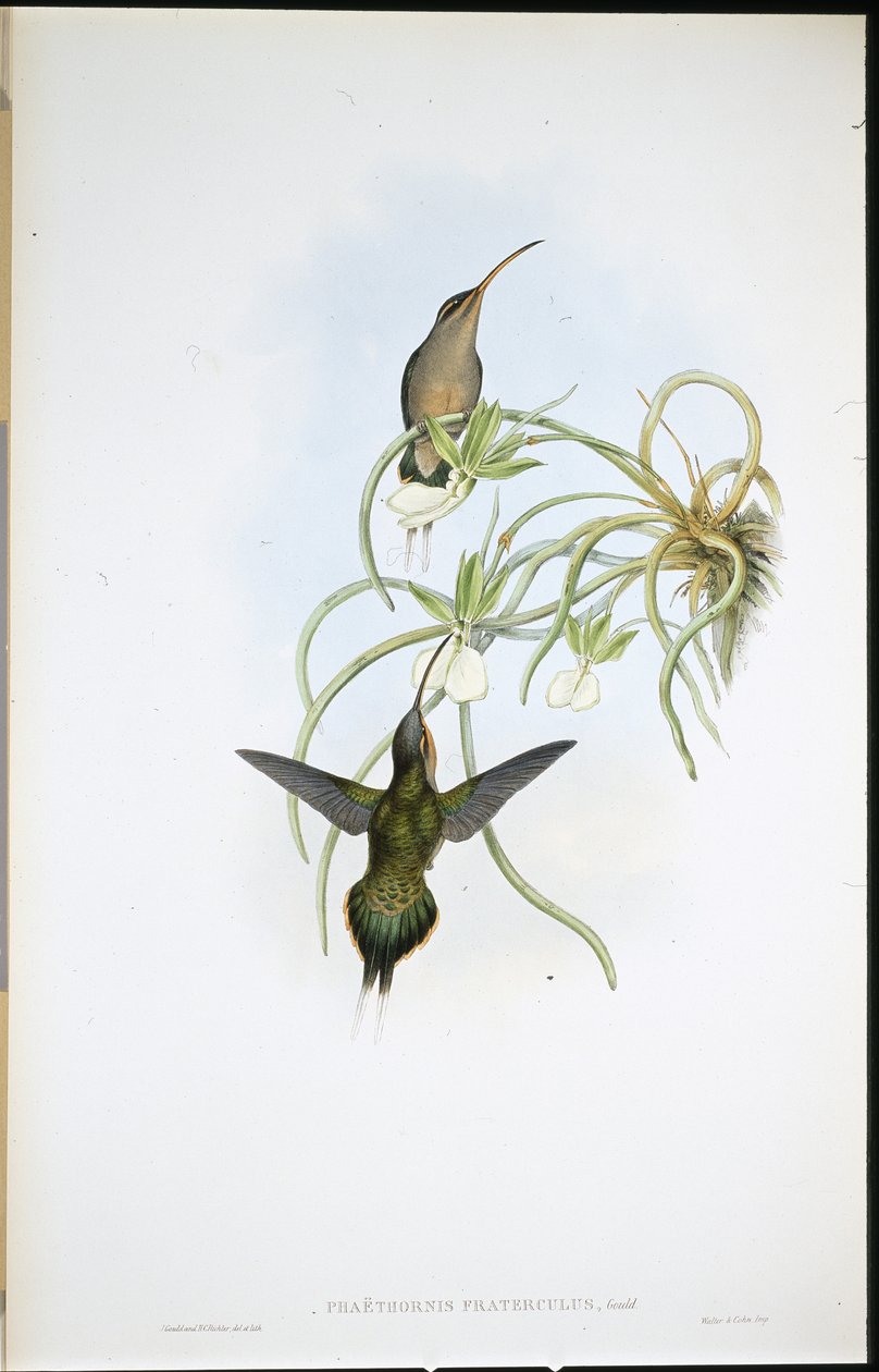 Müttefik Hermit (Phaethornis Fraterculus) (el renginde taş) by John (after) Gould