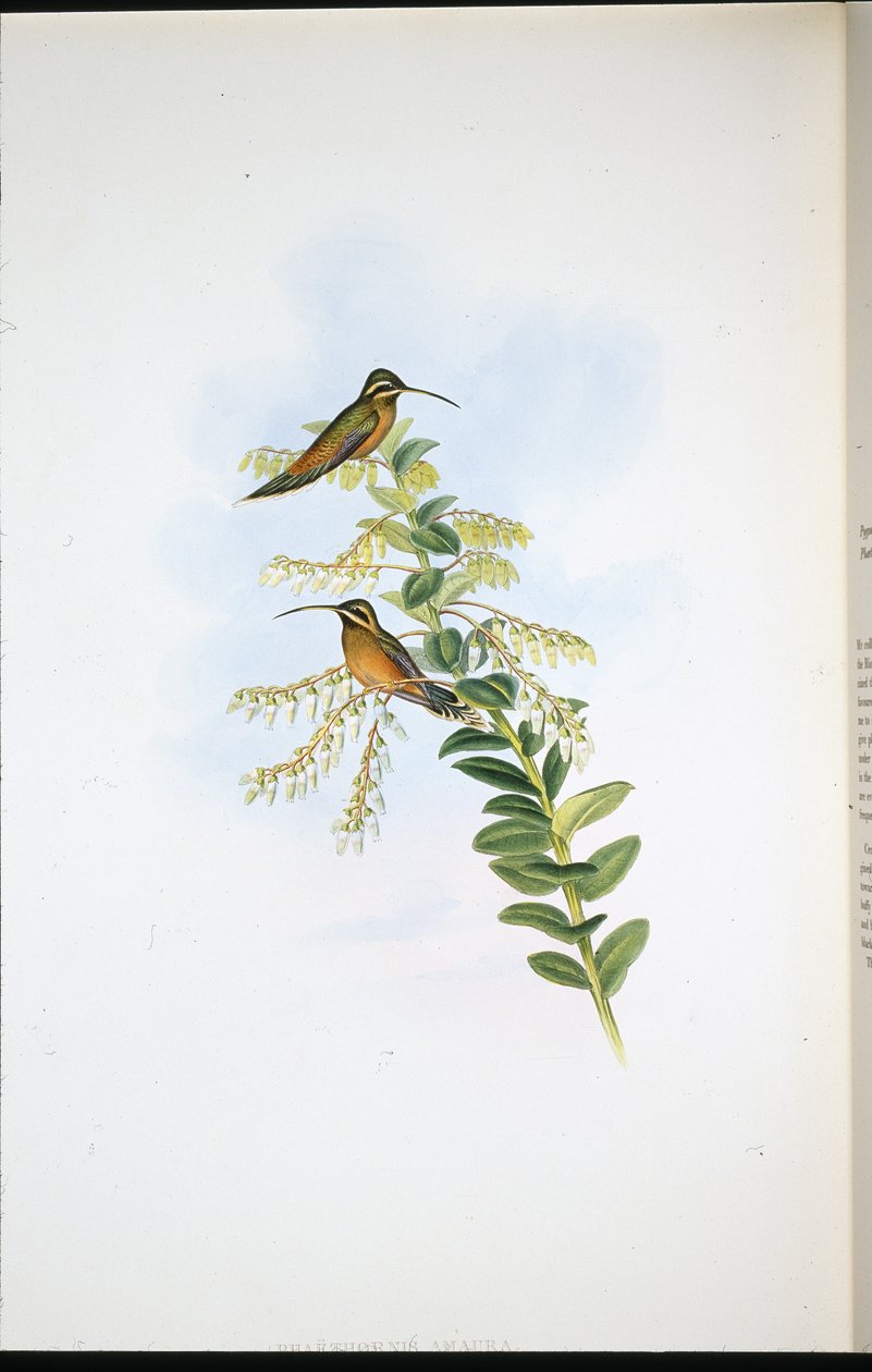 Amaura Hermit (Phaethornis Amaura) (el renginde taş) by John (after) Gould
