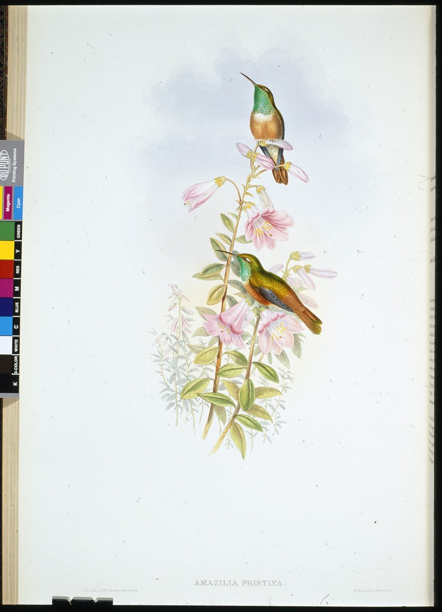 Amazili (Amazilia Pristina) (el boyaması üyeler) by John (after) Gould
