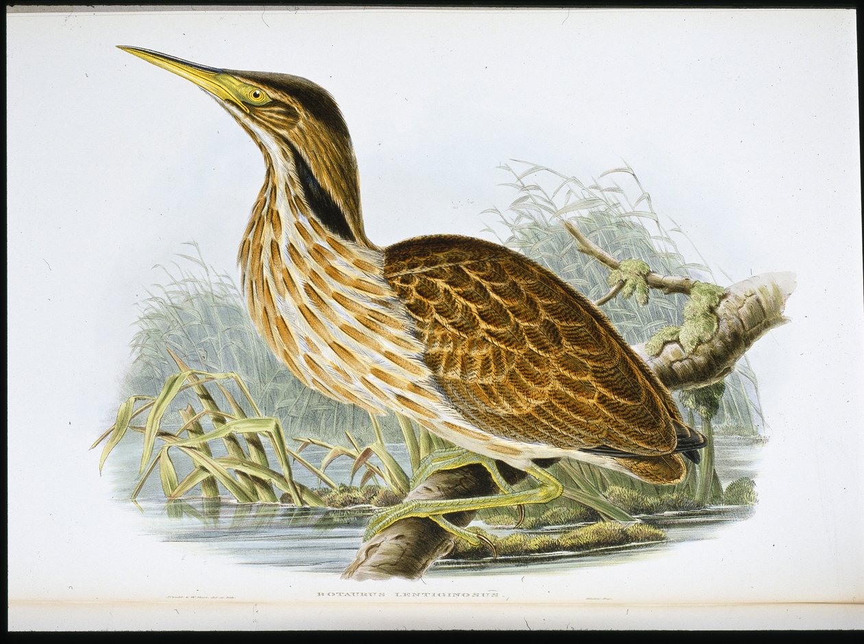 American Bittern (Botaurus Lentiginosus) (el boyaması taş) by John (after) Gould