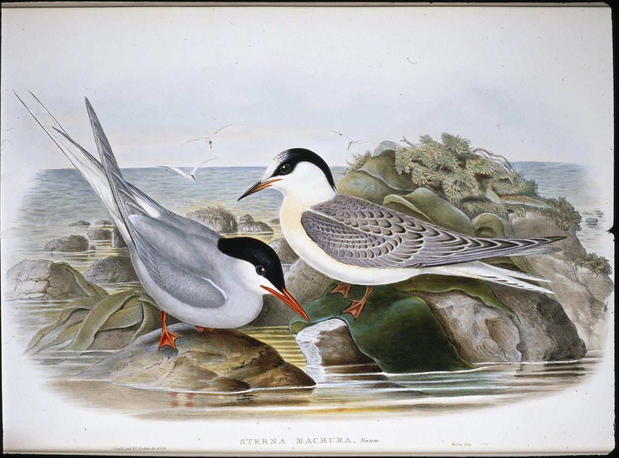 Arktik Sumru (Sterna Macrura) (el renginde taş) by John (after) Gould