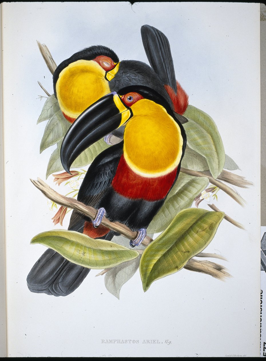 Ariel Toucan (Ramphastos Ariel) (el boyaması taş) by John (after) Gould