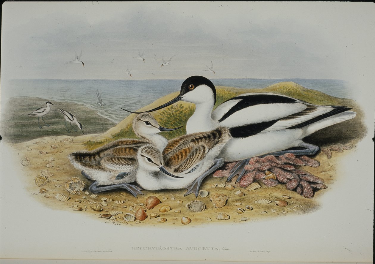 Avocet (Recurvirostra Avocetta) (el boyaması taş) by John (after) Gould