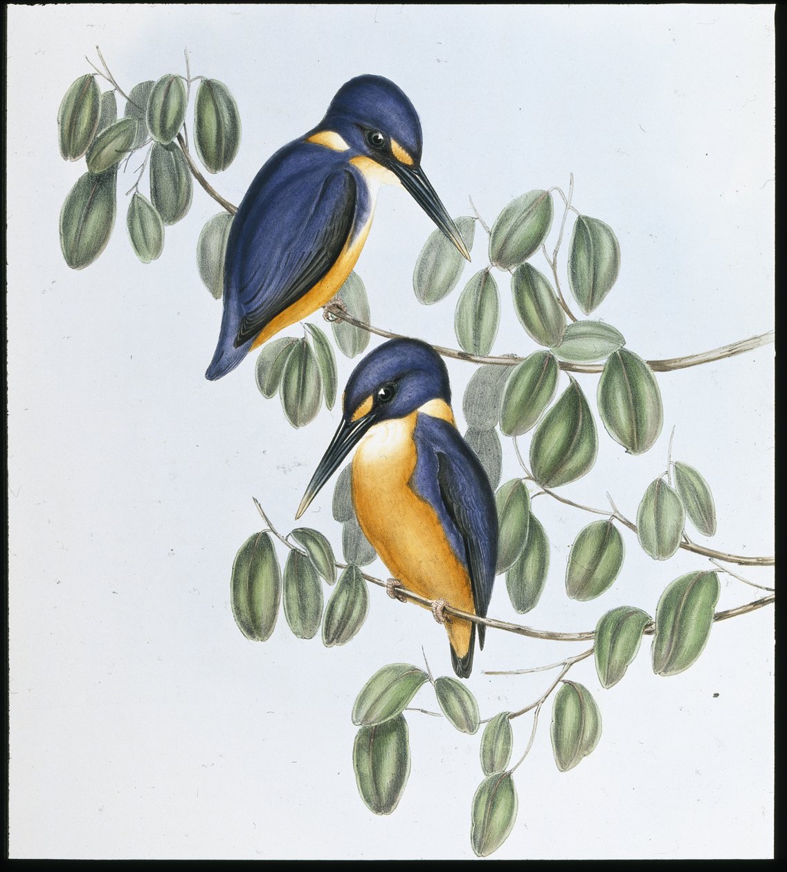 Azure Kingfisher (Alcyone Azurea) (el renginde taş) by John (after) Gould