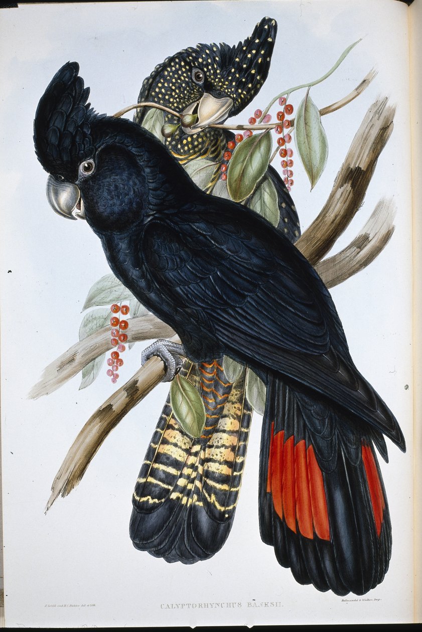 Banksian Kakadu (Calyptorhynchus Banksii) (el boyaması taş) by John (after) Gould