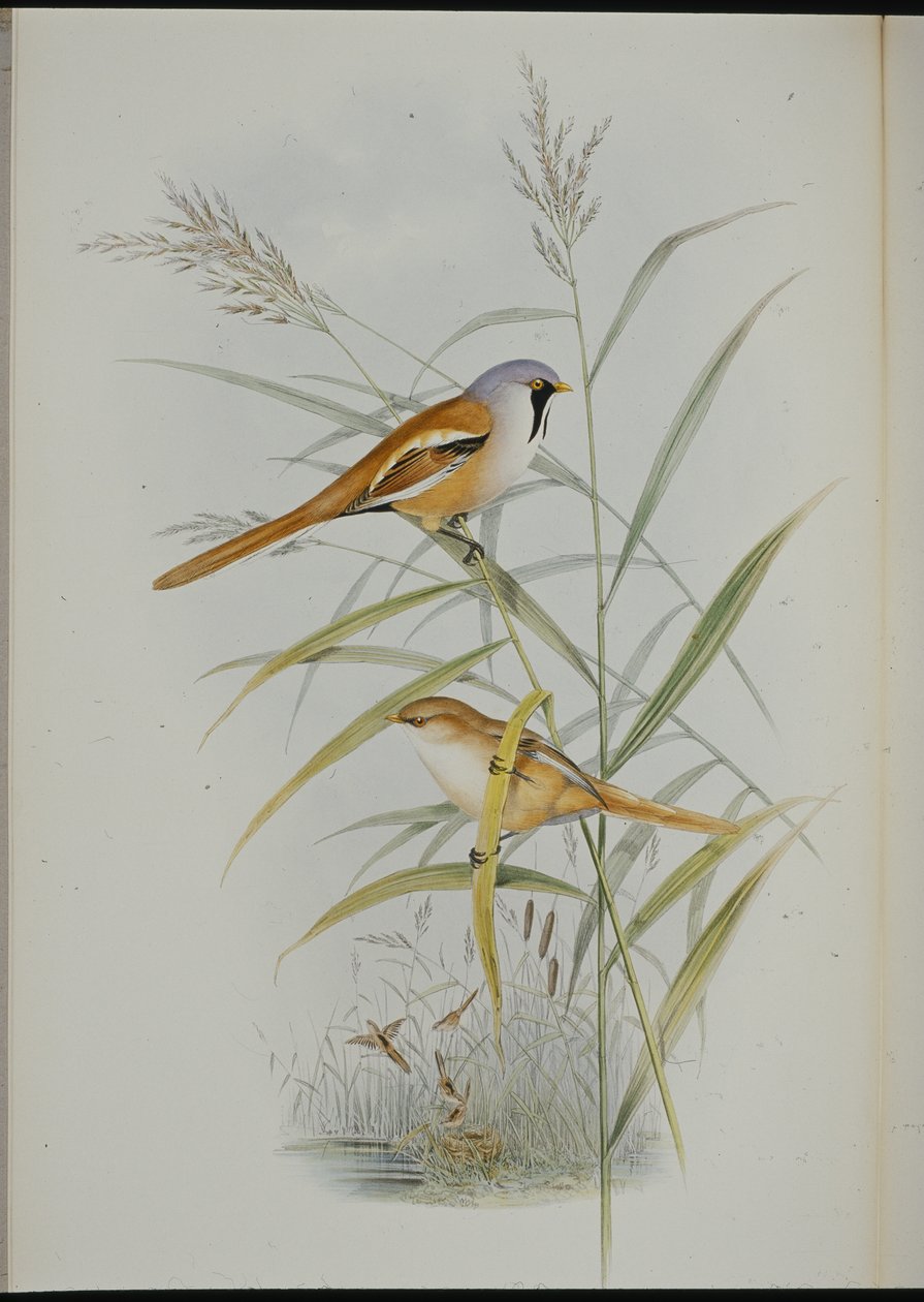 Sakallı Baştankara (Calamophilus Biarmicus) (el renginde taş) by John (after) Gould