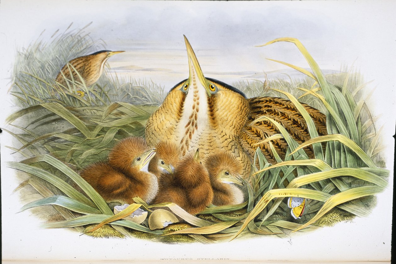 Bittern (Botaurus Stellaris) (el boyaması taş) by John (after) Gould