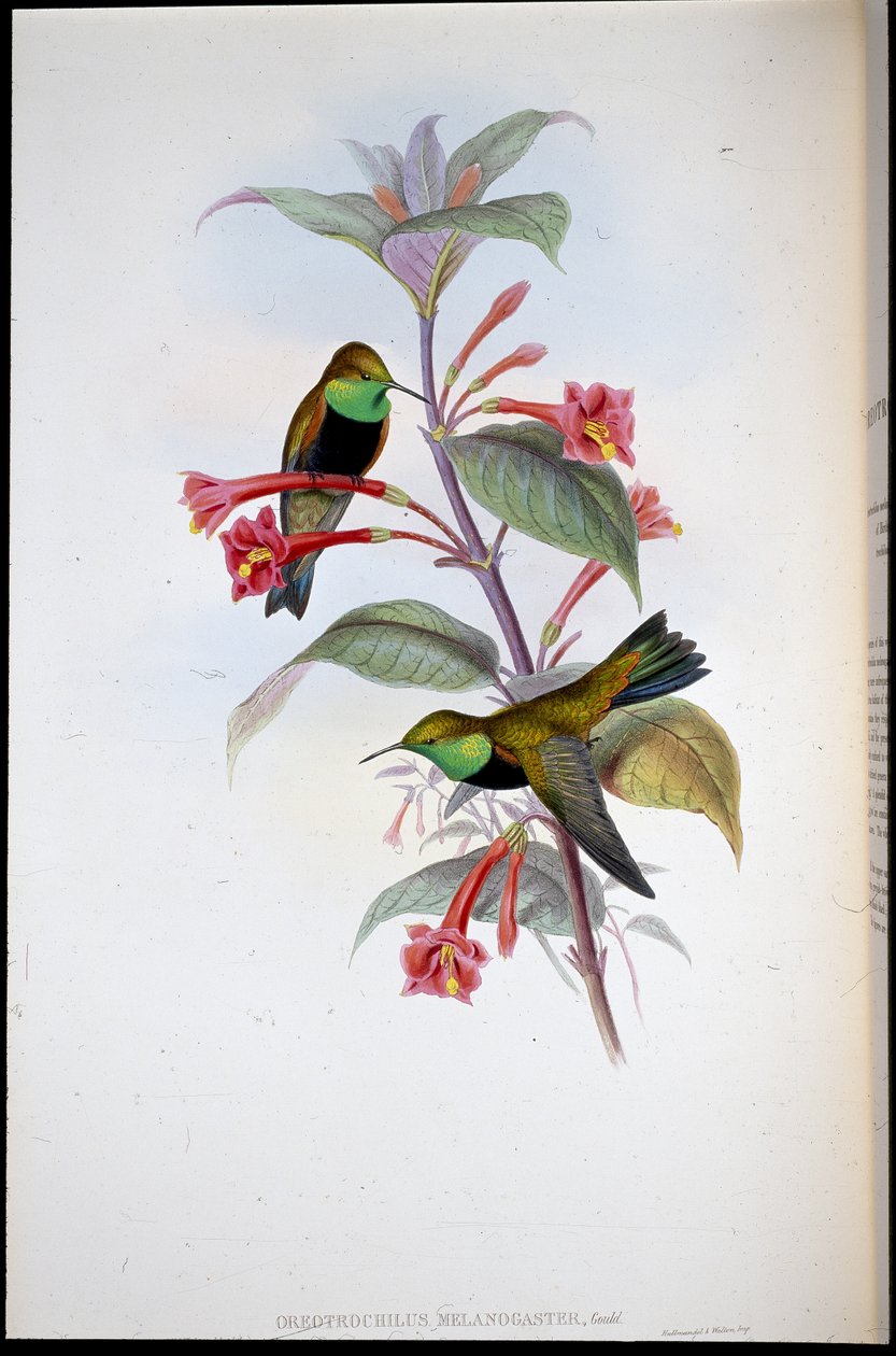 Kara göğüslü Tepe Yıldızı (Oreotrochilus Melanogaster) (el renginde taş) by John (after) Gould