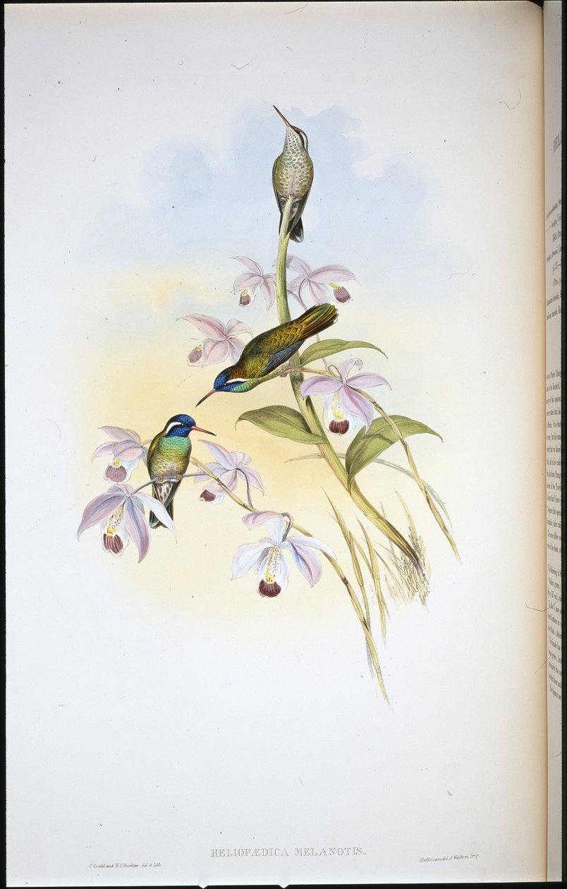 Kara kulaklı Sinek kuşu (Heliopaedica Melanotis) (el boyaması taş) by John (after) Gould