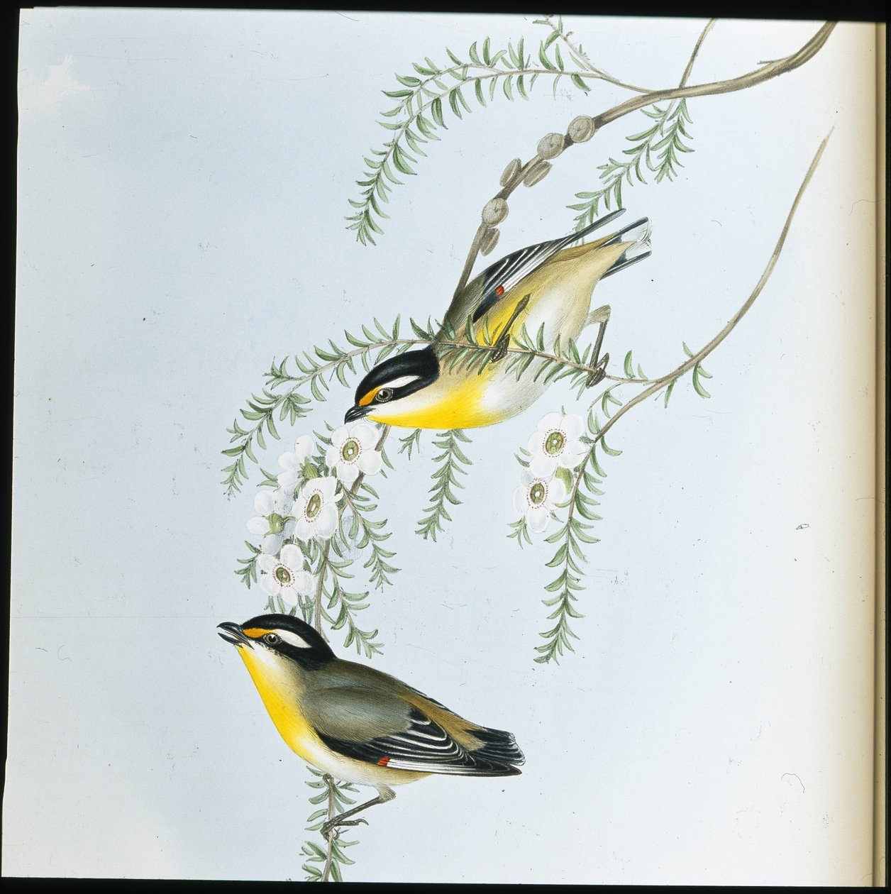 Kara başlı Pardalote (Pardalotus Melanocephalus) (el renginde taş) by John (after) Gould