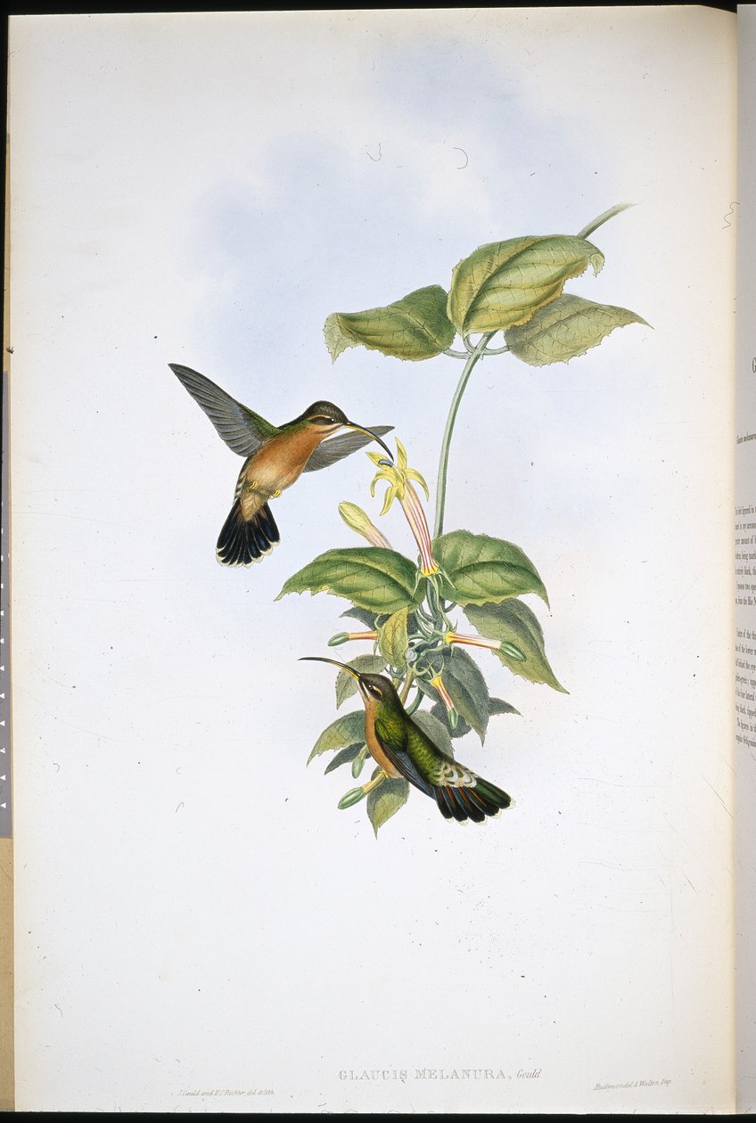 Kara kuyruklu münzevi (Glaucis Melanura) (el renginde taş) by John (after) Gould