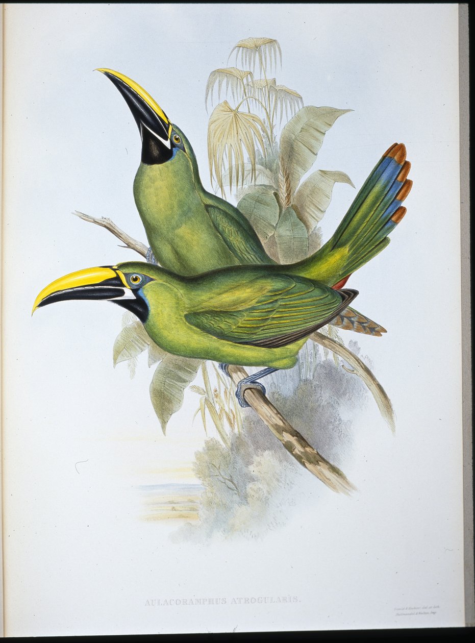 Kara boğazlı Oluk gagalı Toucan (Aulacoramphus Atrogularis) (el renginde taş) by John (after) Gould