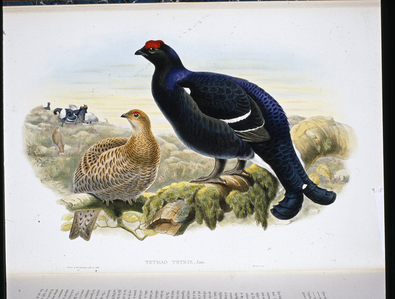 Kara Orman Tavuğu (Tetrao Tetrix) (el renginde taş) by John (after) Gould