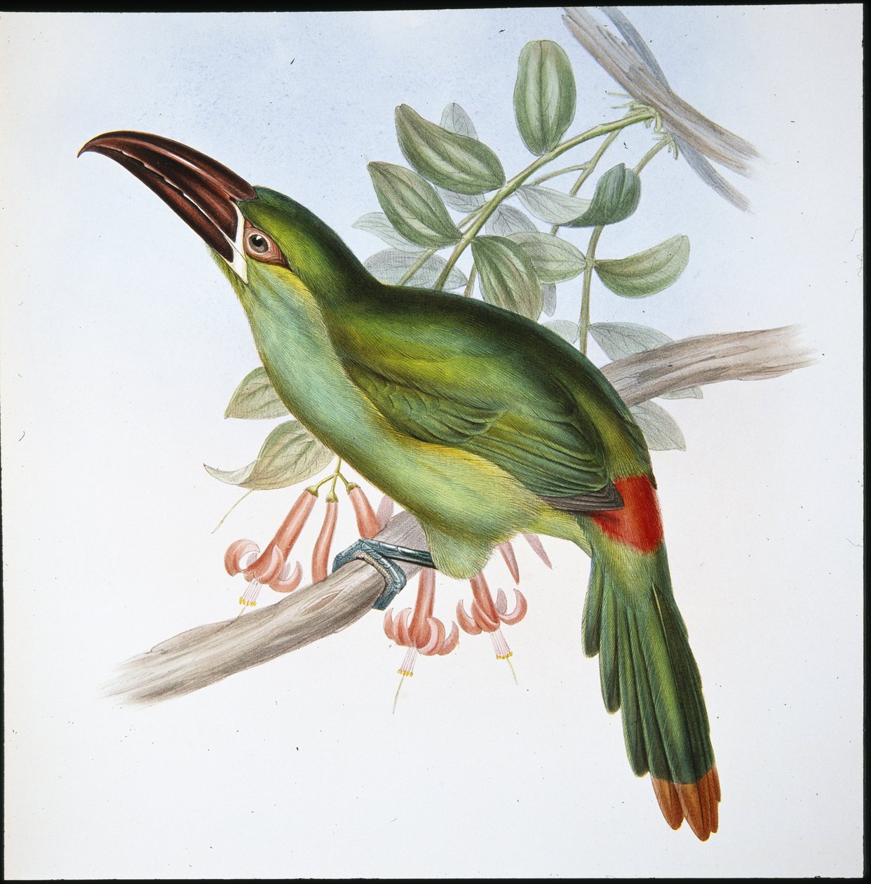 Kan-popo Oluk gagalı Toucan (Aulacoramphus Haematopygius) (el renginde taş) by John (after) Gould