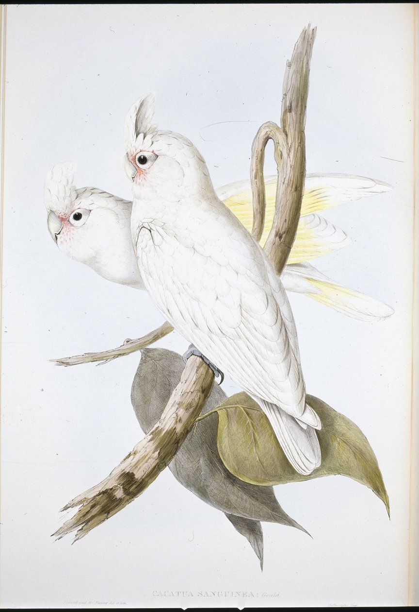 Kanlı Kakadu (Cacatua Sanguinea) (el boyaması taş) by John (after) Gould