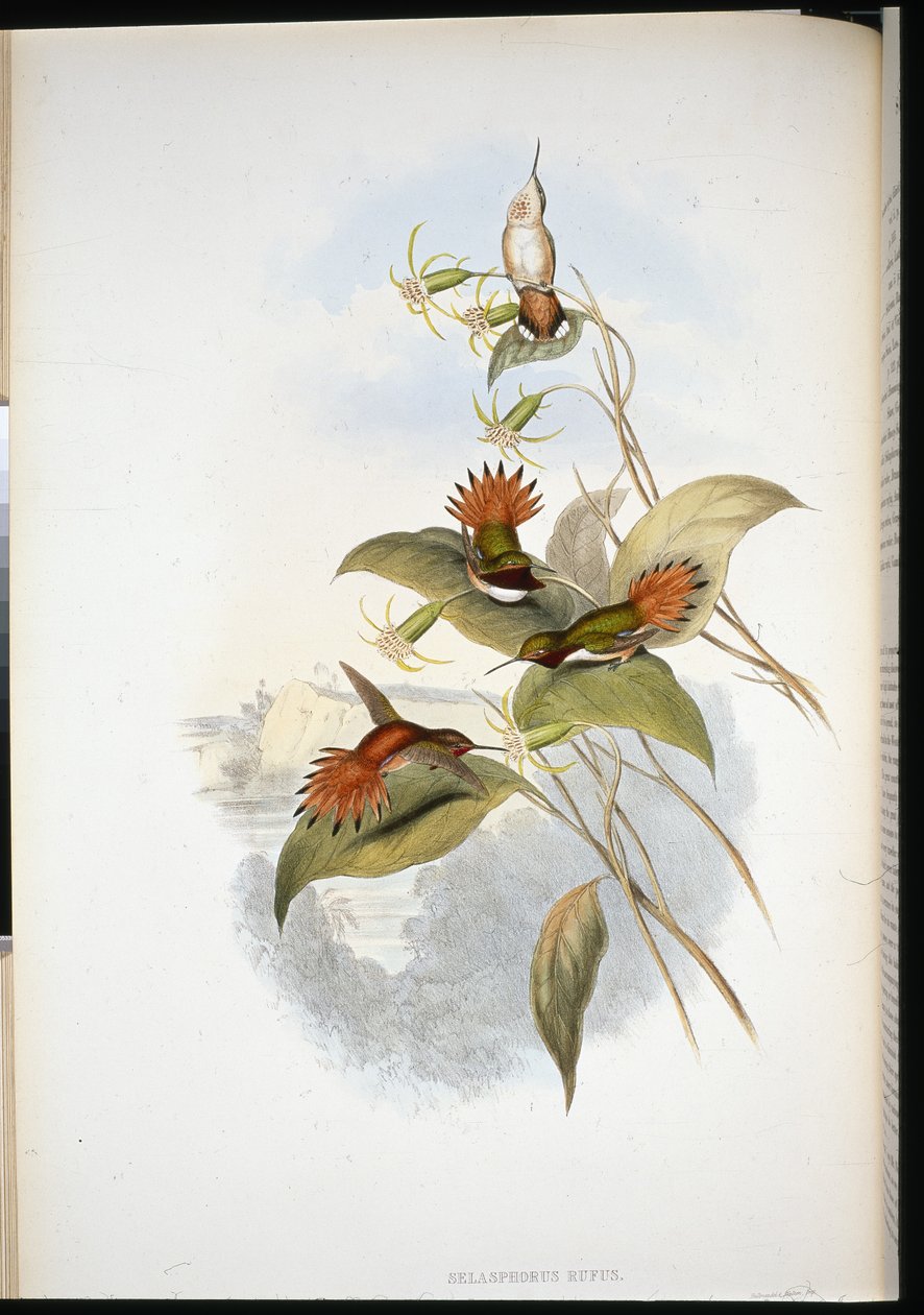 Mavi başlı Safir (eucephala grayi) (el renginde taş) by John (after) Gould