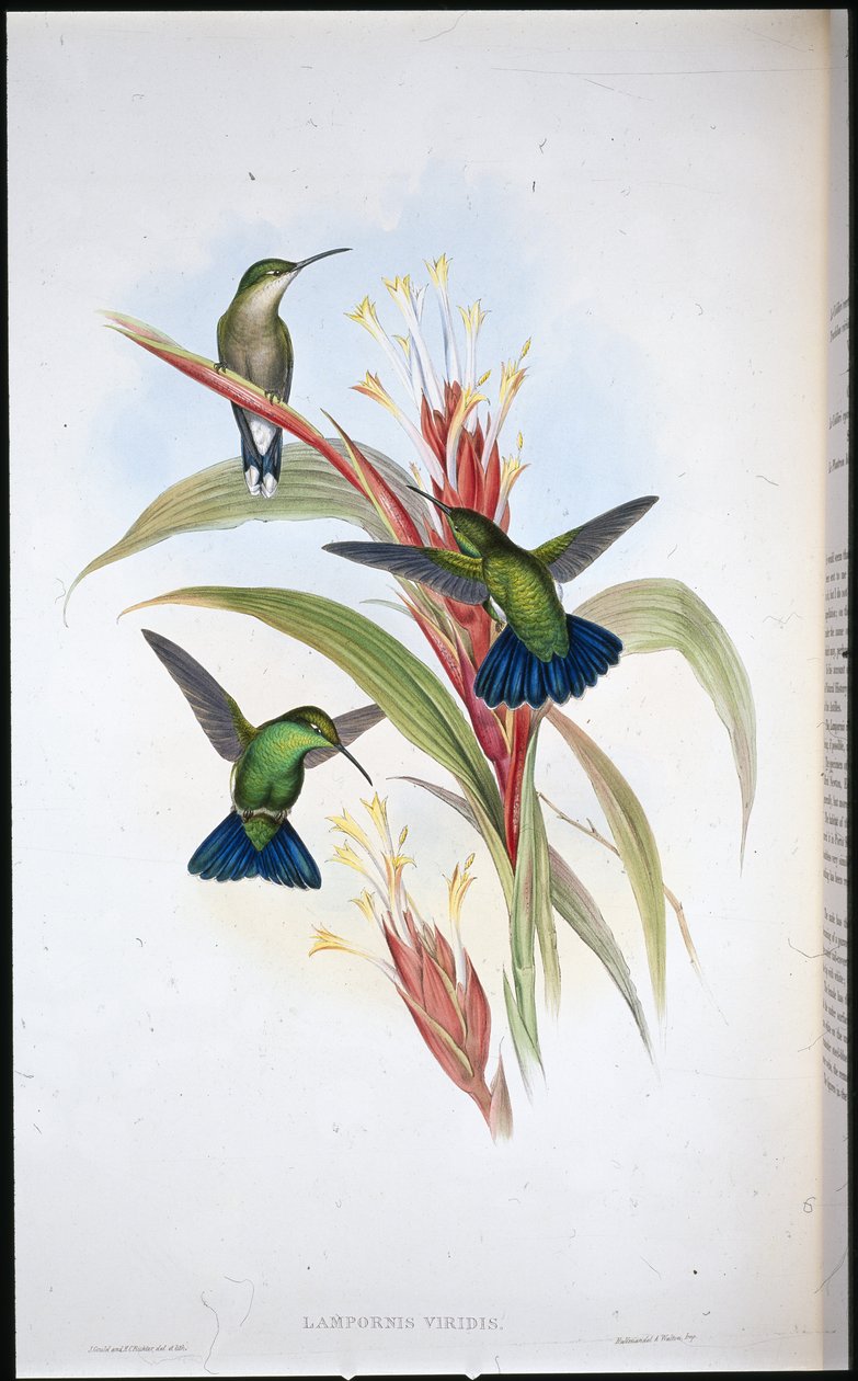Mavi kuyruklu Mango sinek kuşu (Lampornis Viridis) (el renginde taş) by John (after) Gould