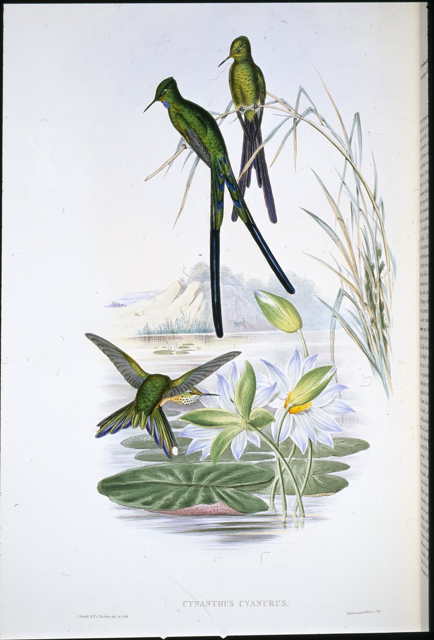 Mavi kuyruklu Sylph (Cynanthus Cyanurus) (el renginde taş) by John (after) Gould