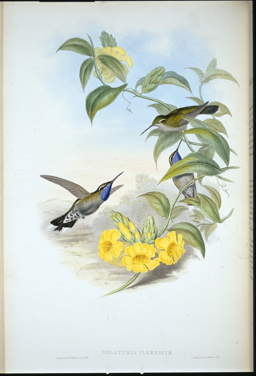 Mavi boğazlı Cazique (Delattria Clemenciae) (el renginde taş) by John (after) Gould
