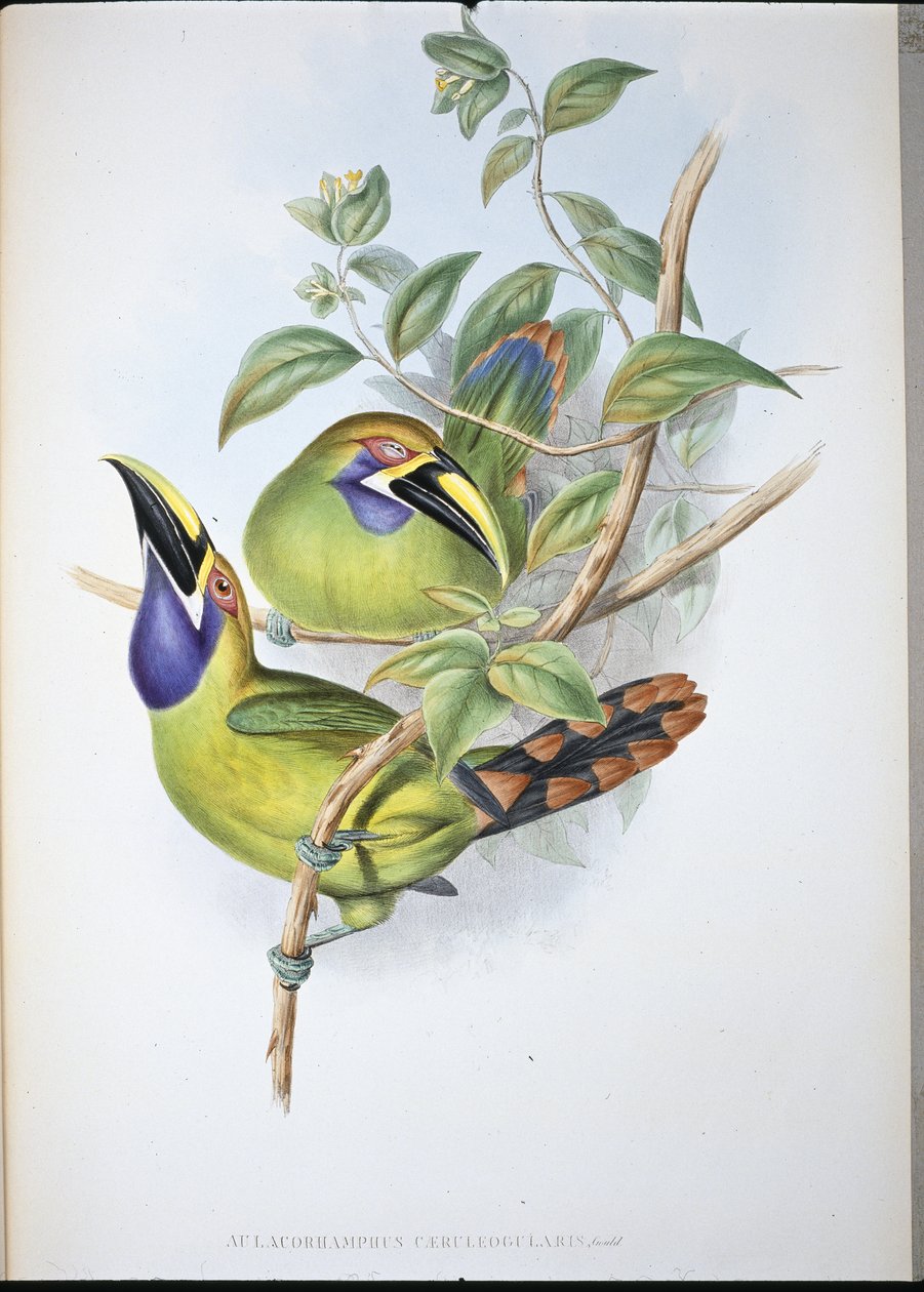 Mavi boğazlı Oluk gagalı Toucan (Aulacoramphus Caeruleogularis) (el renginde taş) by John (after) Gould