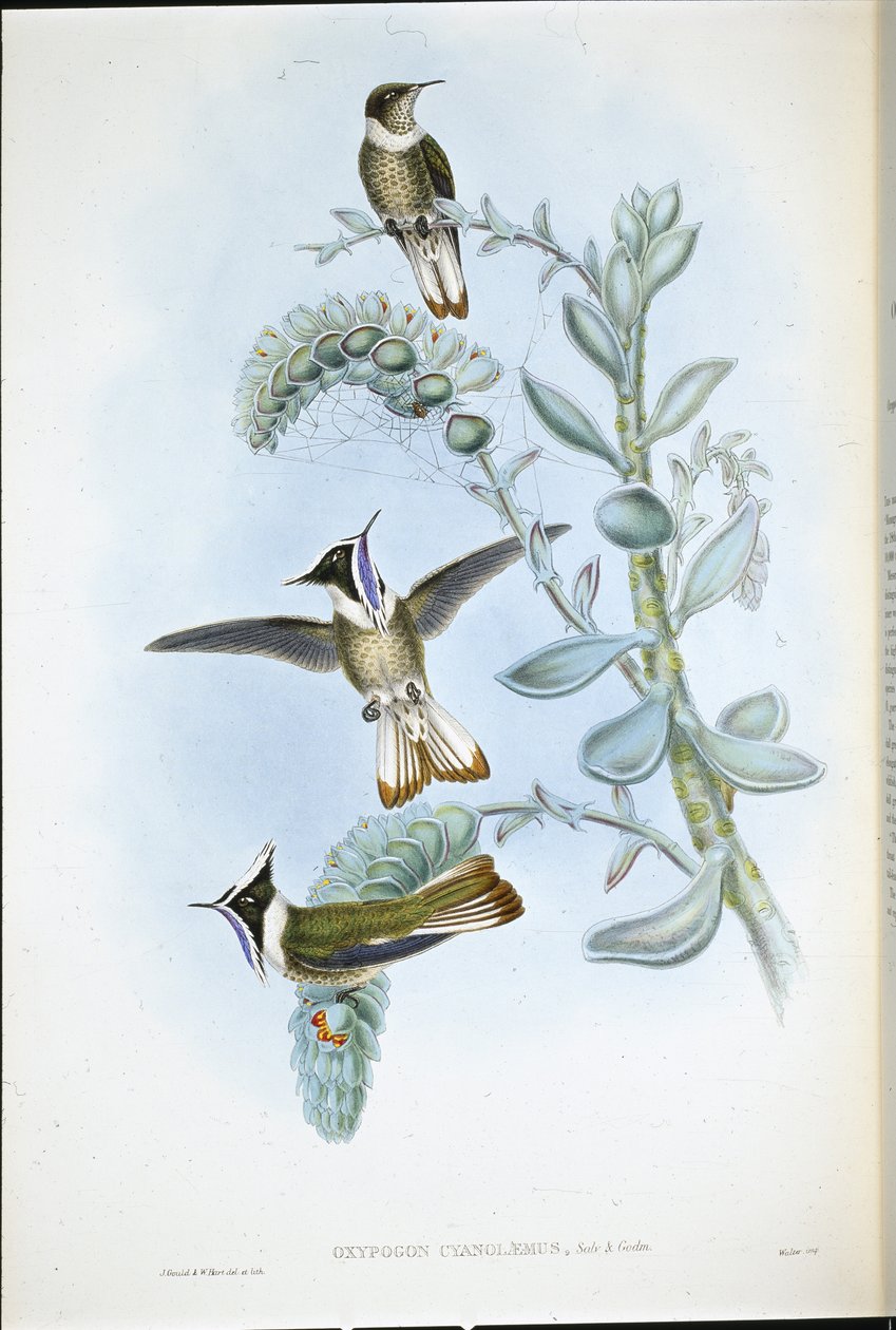 Mavi boğazlı Hlemte Crest (Oxypogon Cyanolaemus) (el renginde taş) by John (after) Gould