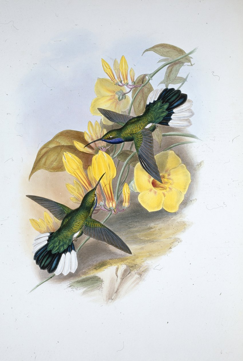 Mavi boğazlı Kılıç kanadı (Campylopterus Ensipennis) (el renginde taş) by John (after) Gould