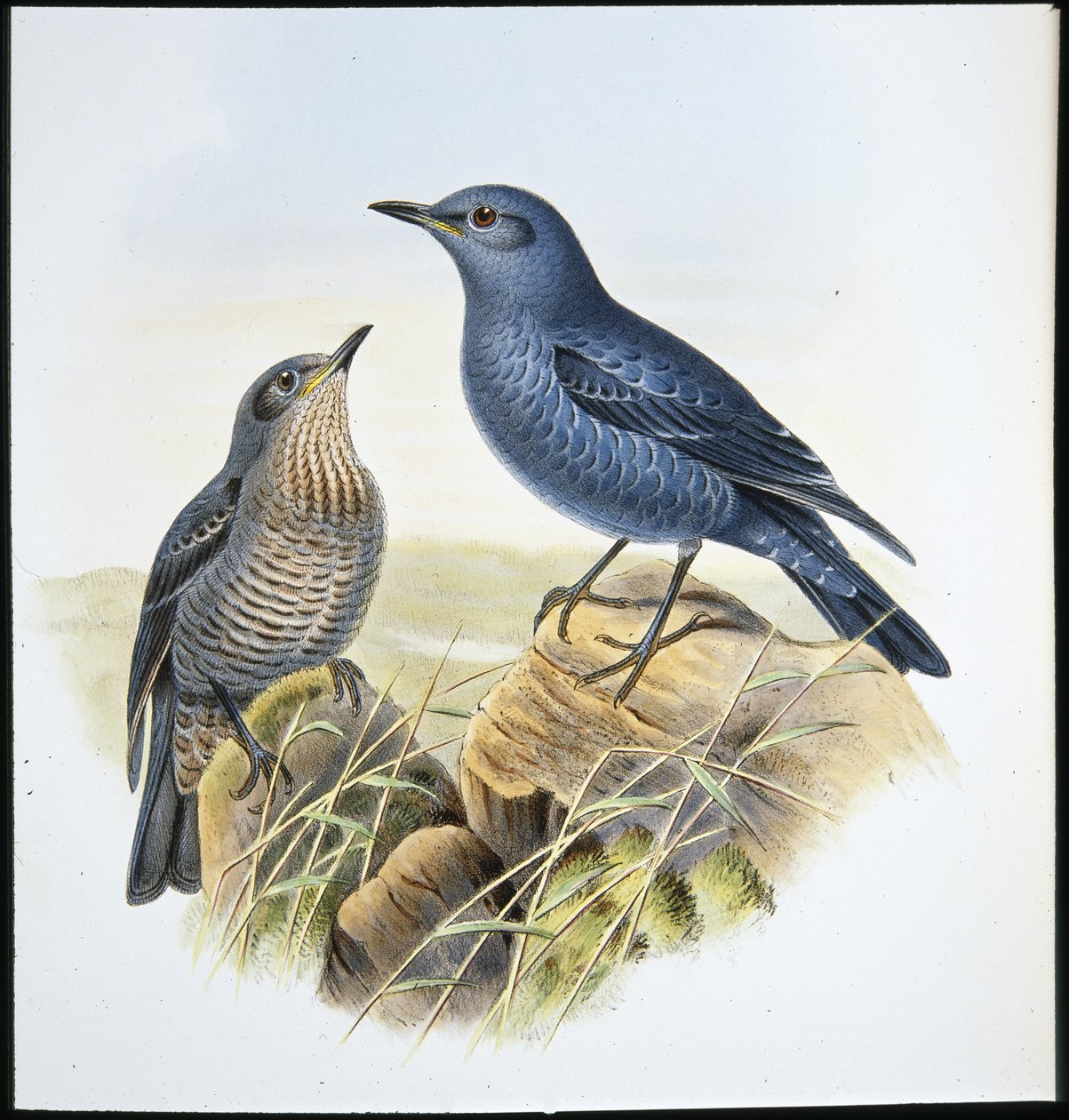 Mavi Kaya Ardıç Kuşu (Petrocossyphus Cyanus) (el renginde taş) by John (after) Gould