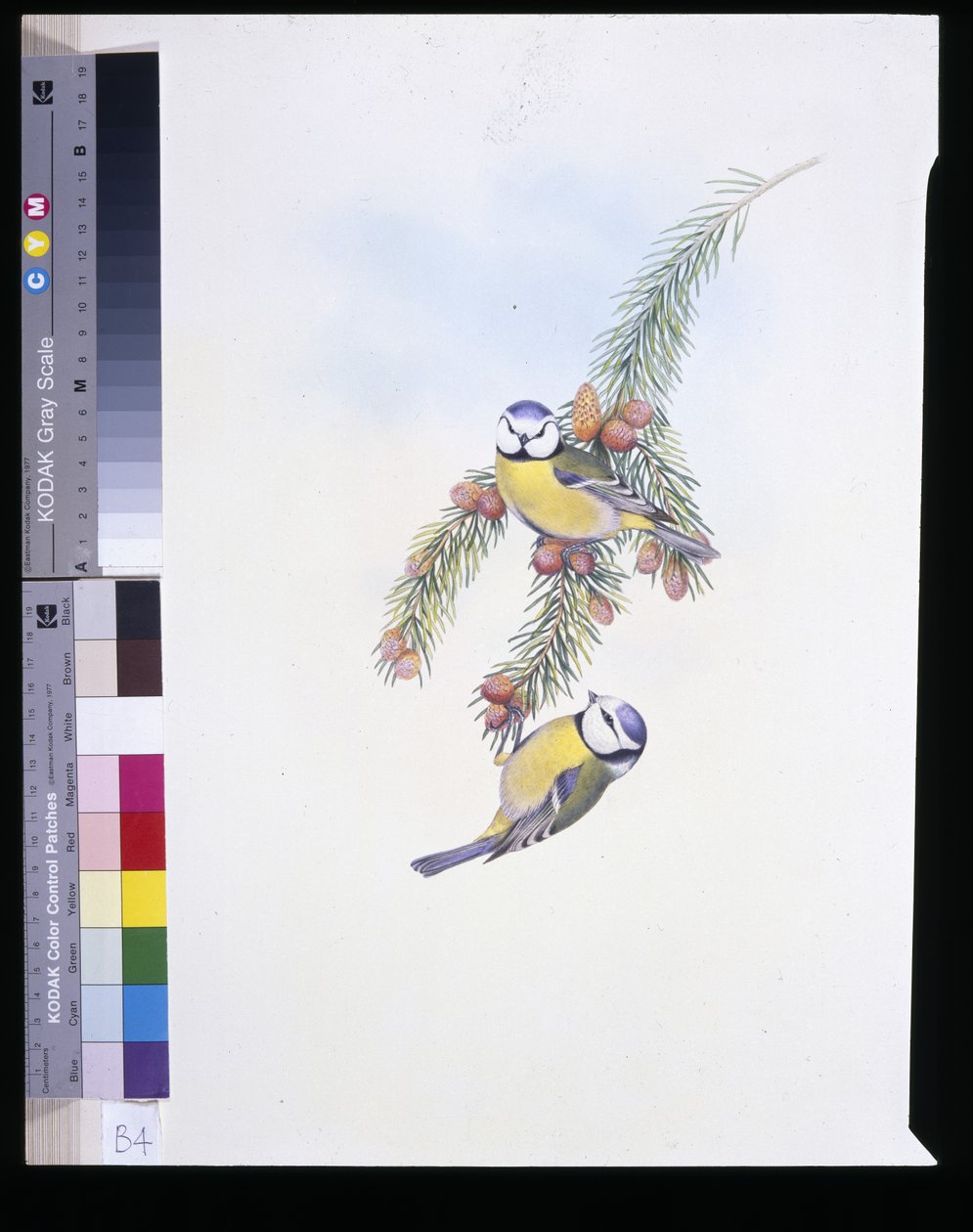 Blue Tit (Paris Carless) (el kepçeli) by John (after) Gould