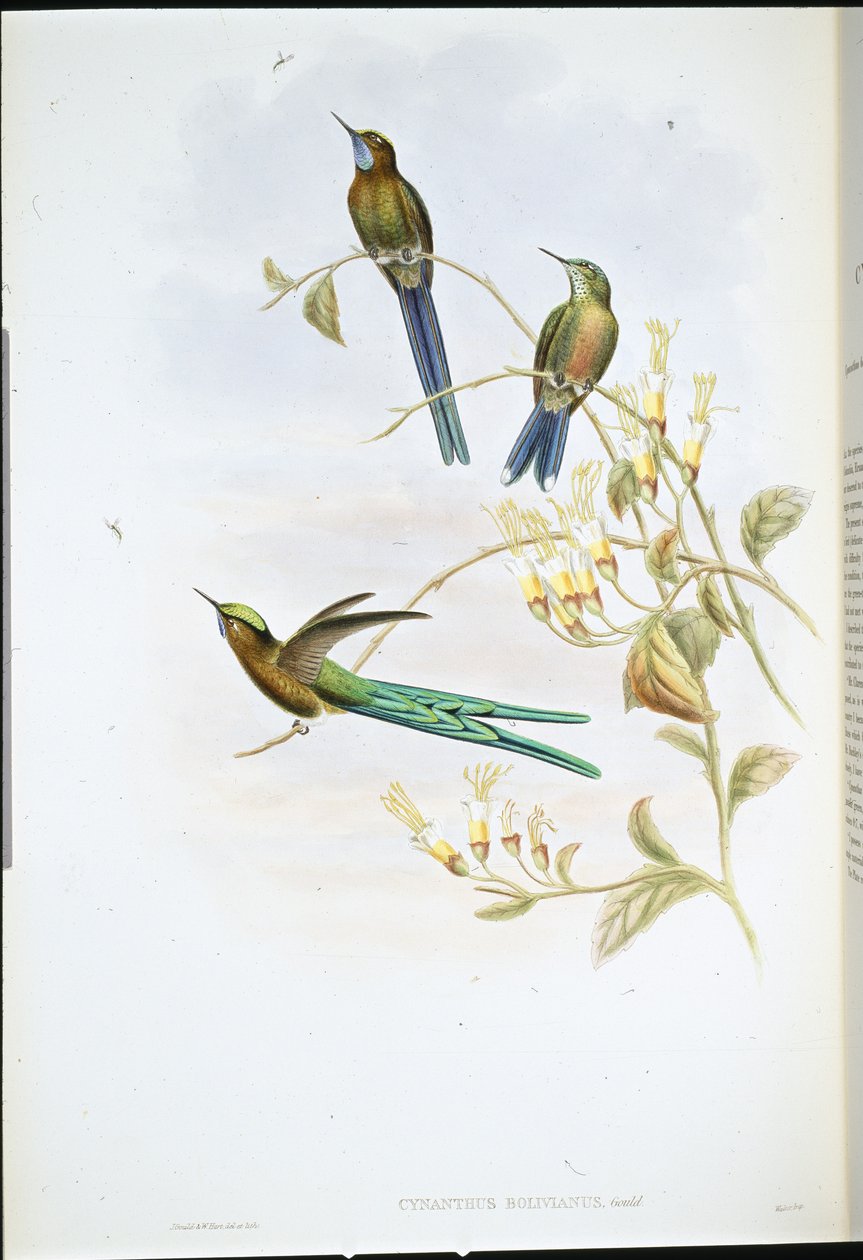 Bolivya Sylph (Cynanthus Bolivianus) (el renginde taş) by John (after) Gould