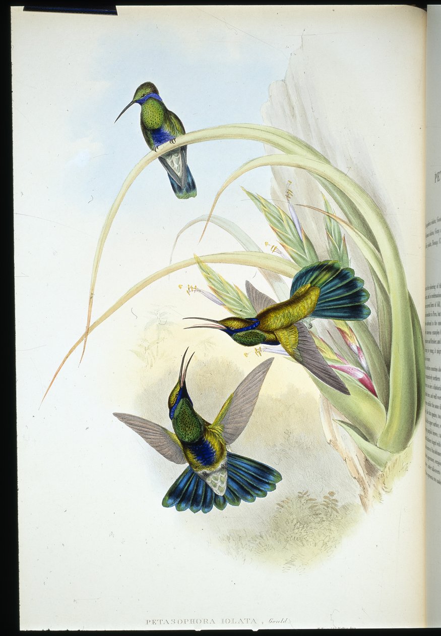 Bolivya Menekşe kulak (Petasophora Iolata) (el renginde taş) by John (after) Gould