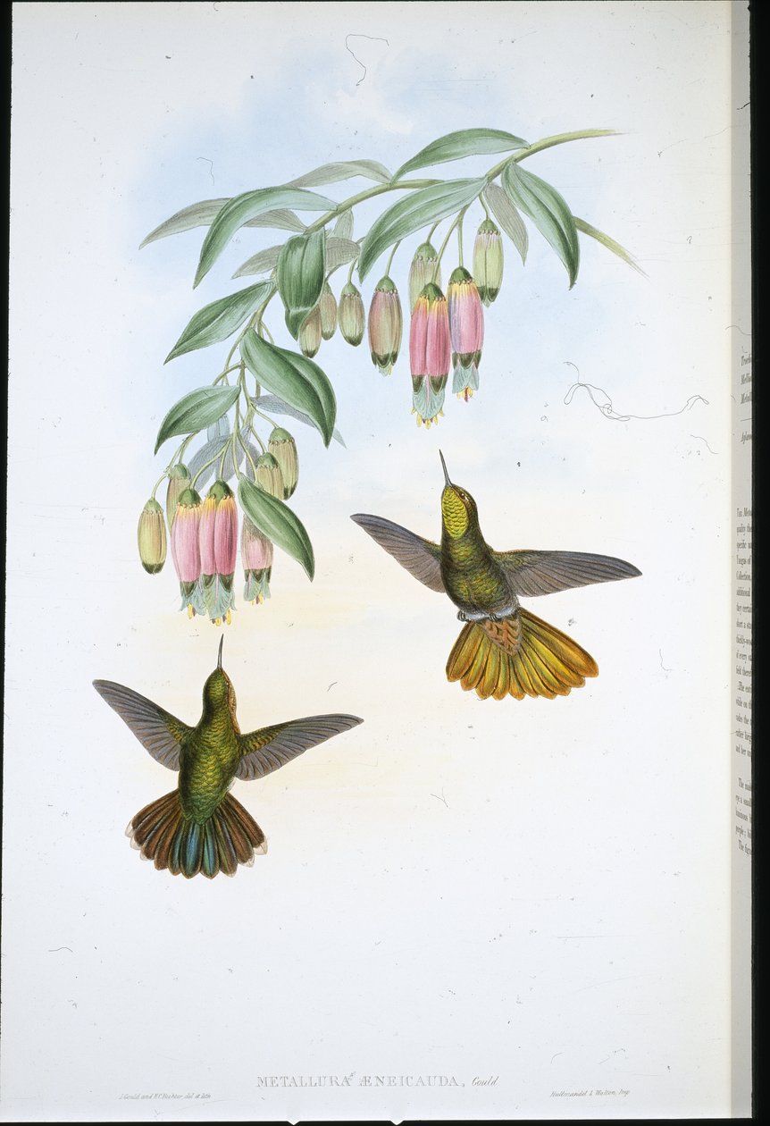 Pirinç Kuyruk (Metallura Aeneicauda) (el renginde taş) by John (after) Gould