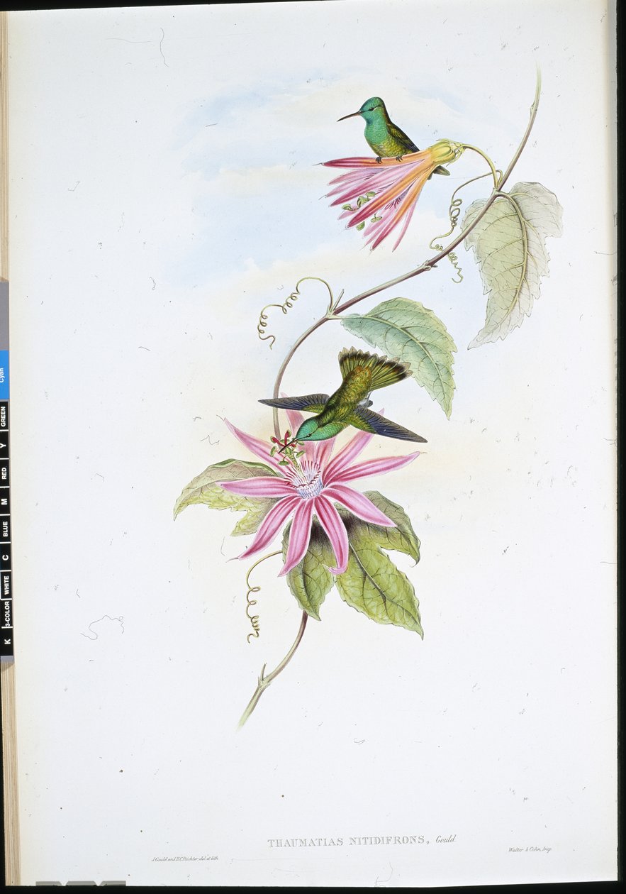 Parlak önlü Zümrüt (Thaumatias Nitidifrons) (el renginde taş) by John (after) Gould